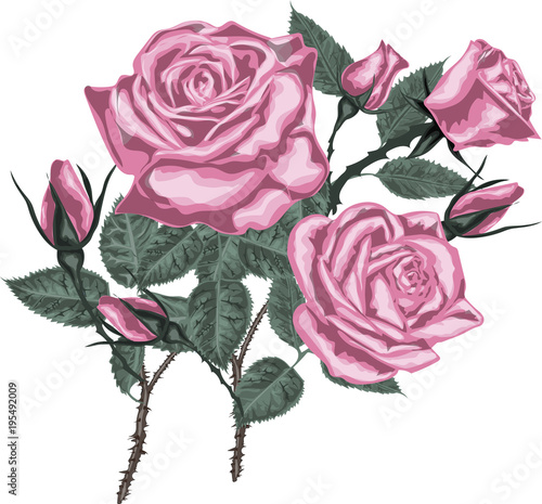 Bouquet of pink roses - high quality vector art