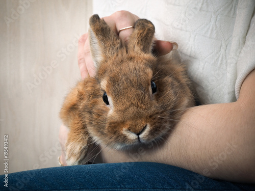 Very cute rabbit on the women hand. Portrait of rabbit close up