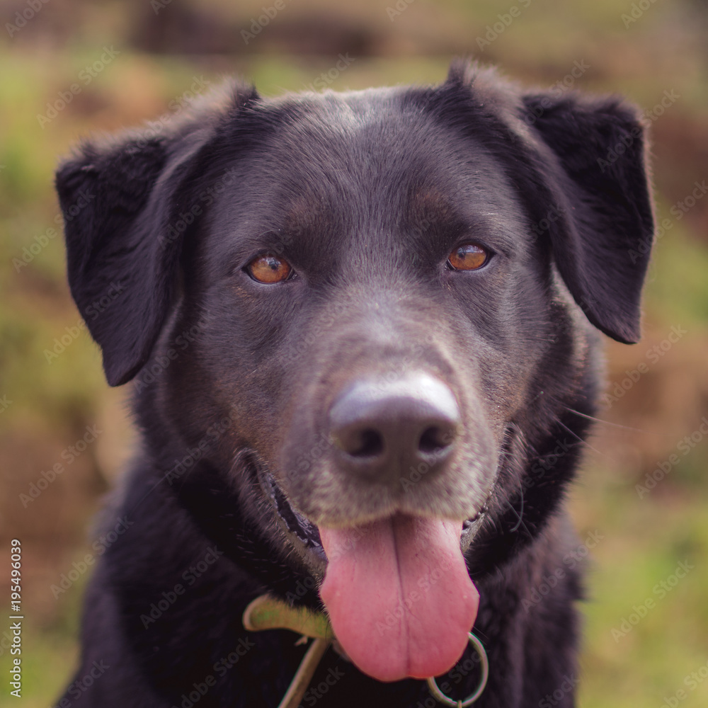 Labrador nero Labrador nero
