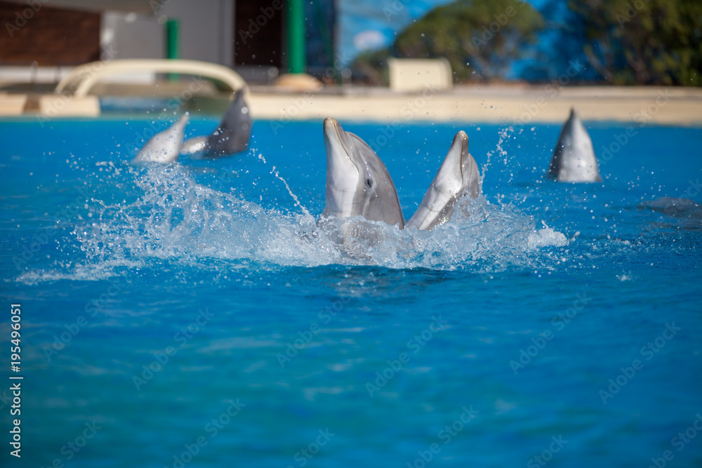 Fototapeta premium Group of Dolphins Playing in Water