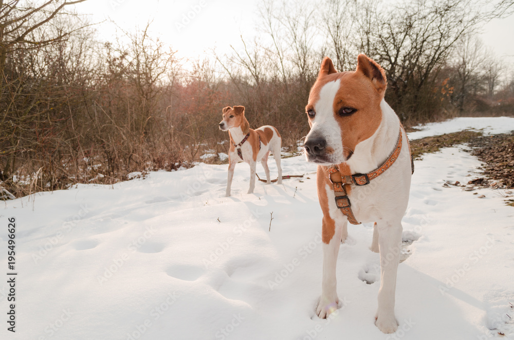 brown terrier standing in snow outdoor brown terrier standing in snow outdoor