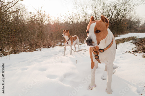 Fototapeta Naklejka Na Ścianę i Meble -  brown terrier standing in snow outdoor