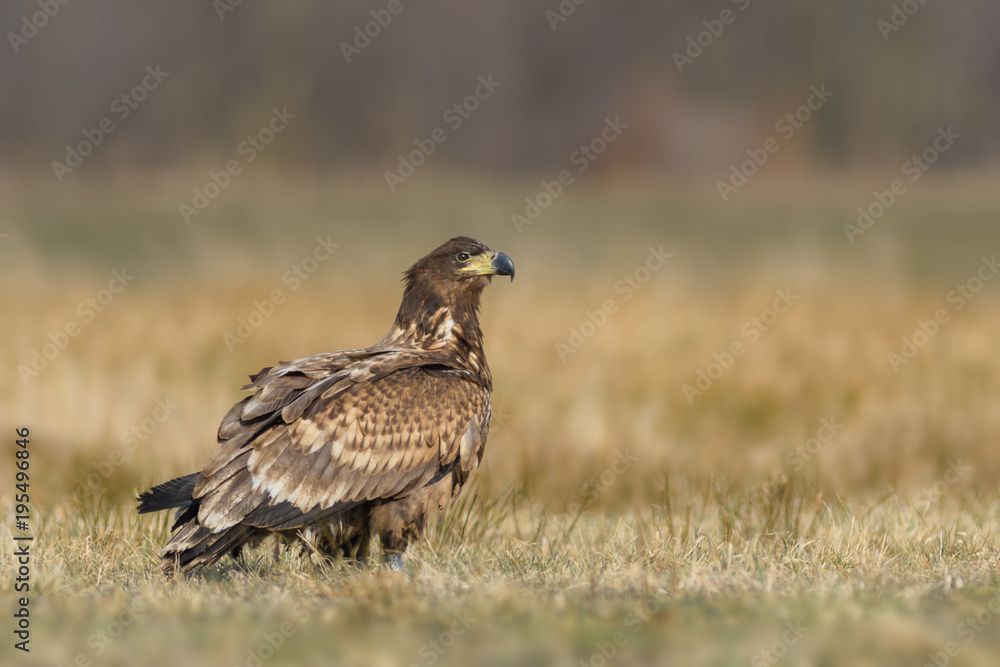 Patrolling the meadow in the sun/White-tailed Eagle Patrolling the meadow in the sun/White-tailed Eagle