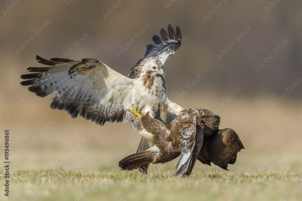 Obraz premium Fight in the meadow/Common Buzzard 