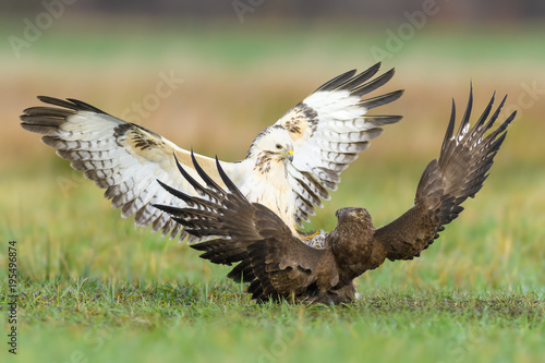 Fight in the meadow/Common Buzzard 