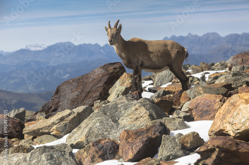 Young Alpine Ibex (mountain goat) on the rocks in the meadows, Mount Blanc, France