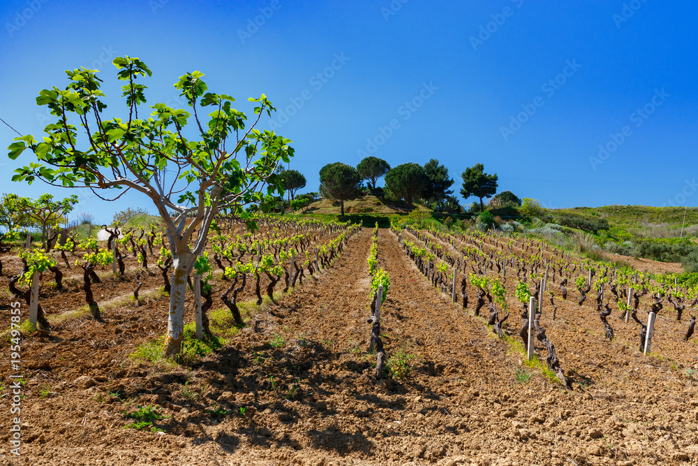 landscape of Sicily