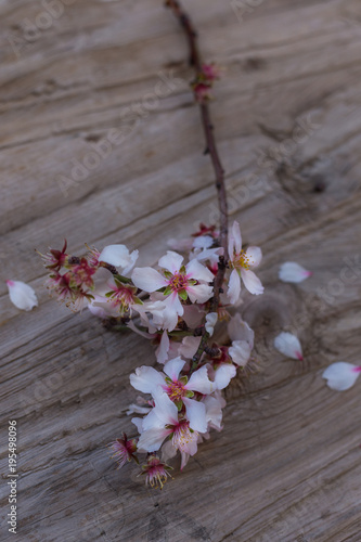 Blossoming branch of almond on a rustic tabletop