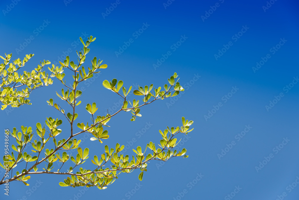 Beautiful tree branches with green leaves. Beautiful tree branches with green leaves.