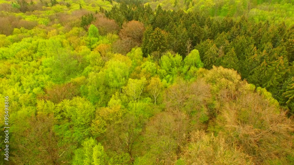 Aerial view of a beautiful spring forest Aerial view of a beautiful spring forest
