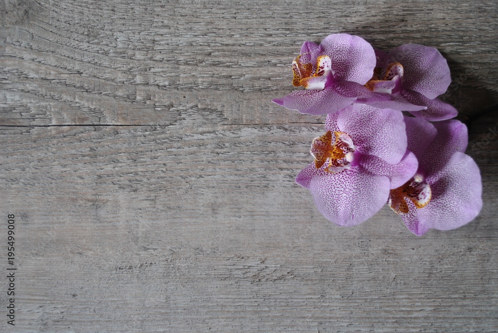 Obraz premium Orchidea na tle rustykalnej deski