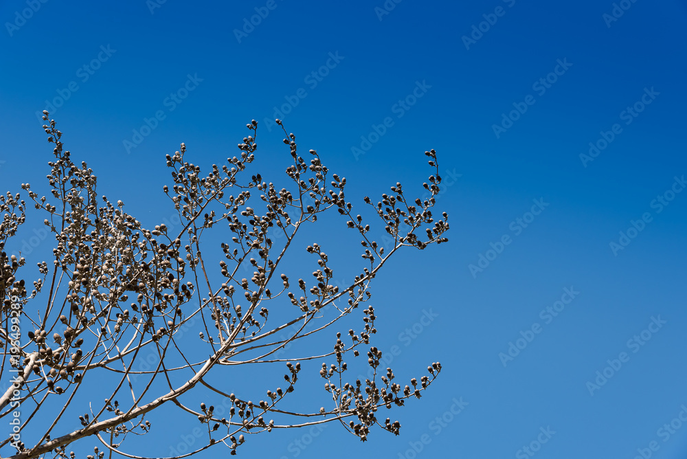 Obraz premium Beautiful dried flowers on tree branches.