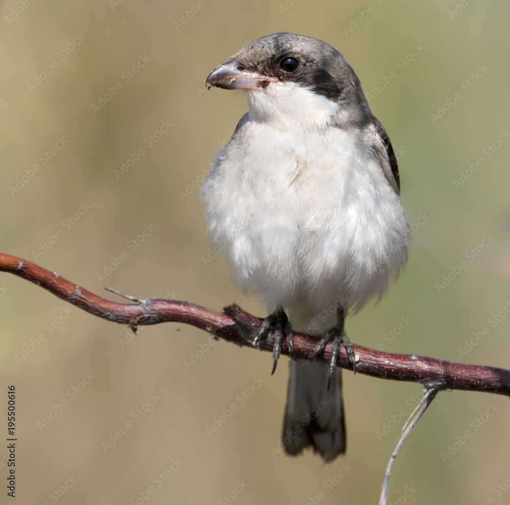 Naklejka premium An young lesser shrike sits in a branch on blurred beige background. Very close up shot