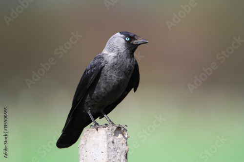 The western jackdaw (Coloeus monedula) with blue eyes sits on a concrete column on a beautiful blurred background