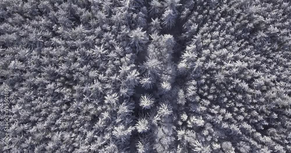 4K Flying Above Snow Covered Trees 10 4K Flying Above Snow Covered Trees 10