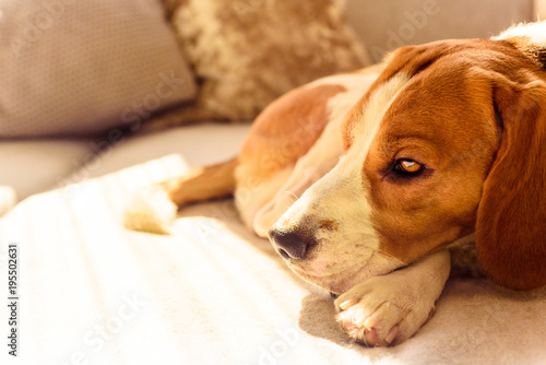 Dog beagle sleep at the couch in the sun light © Przemyslaw Iciak