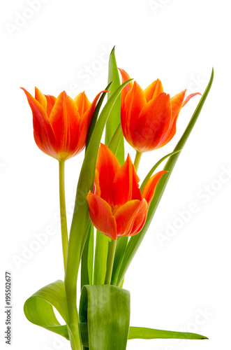 Fototapeta Naklejka Na Ścianę i Meble -  Lilienblütige orange Tulpen