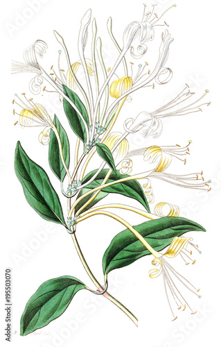 Illustration of plant photo