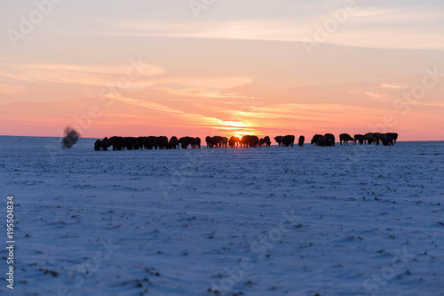 Herd of wild bisons