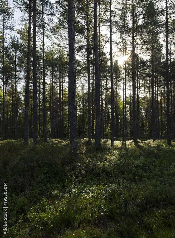 Obraz premium Late summer forest