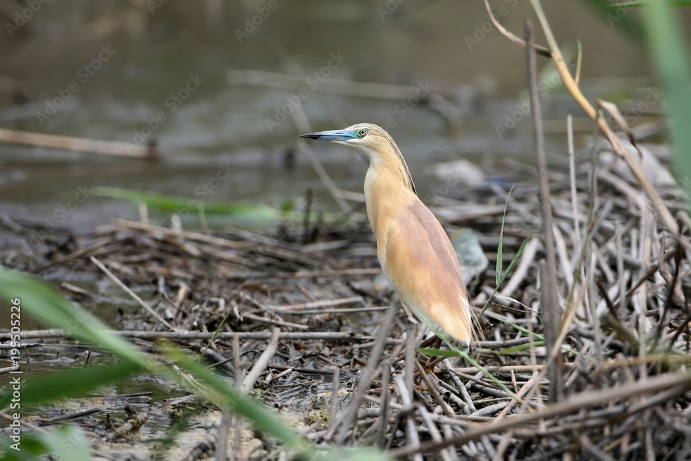 A squacco heron in breeding plumage stands on a grey reed