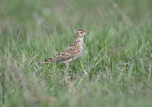 Wallpaper Mural The Eurasian skylark (Alauda arvensis) sits in green grass on the ground Torontodigital.ca