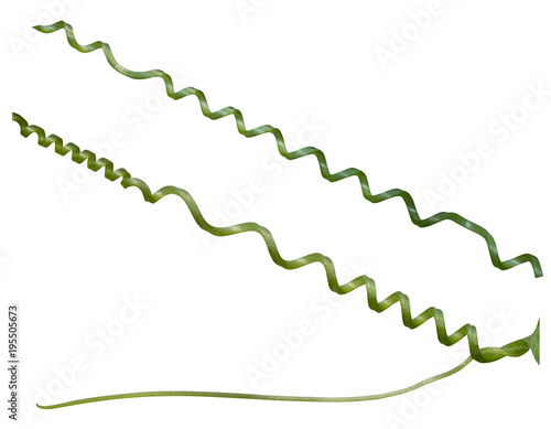 Twisted liana, Vine spring fresh green isolated on white background, clipping path
