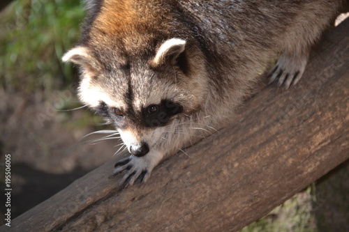 Waschbär