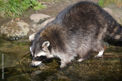 Waschbär