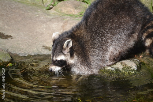 Waschbär