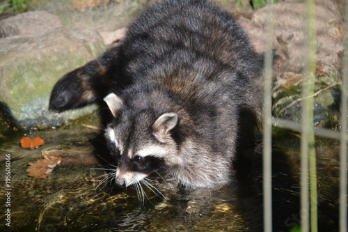 Waschbär