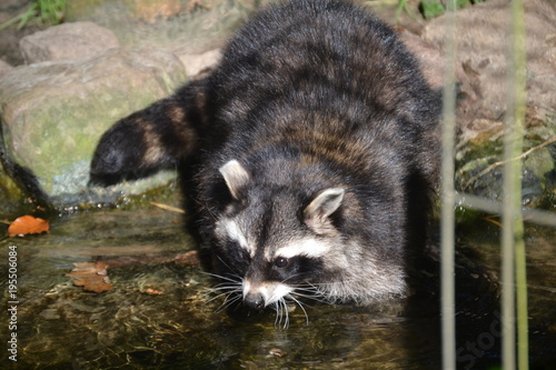 Waschbär