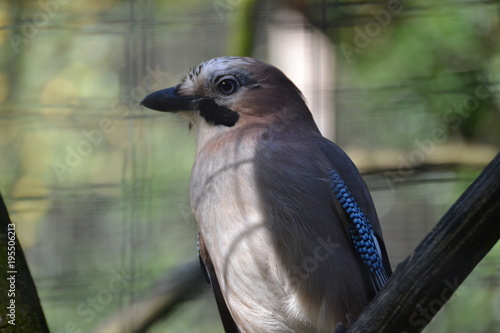 Vogel