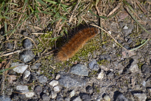 Raupe