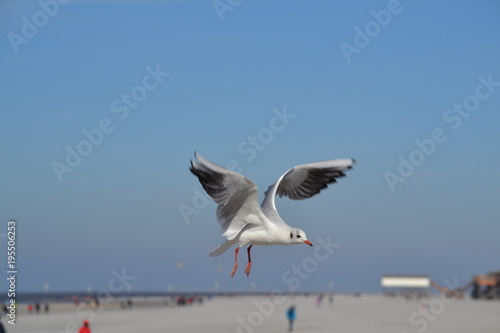 Möwe im Anflug