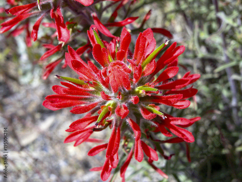 Red flower in the desert