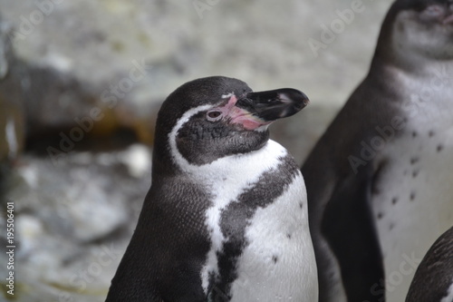 Pinguin