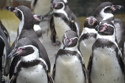 Pinguine