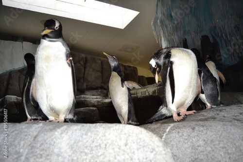 Pinguine