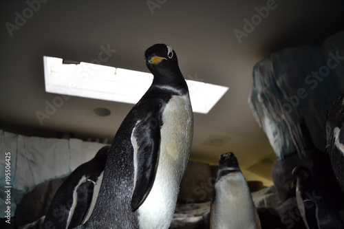 Pinguin