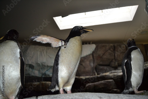 Pinguin
