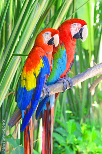 Two bright parrots Ara sitting on a tree branch in the jungle.