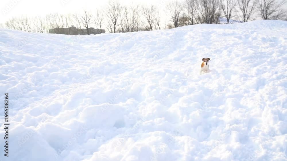 Adorable funny dog Jack russel terrier playing outside in snow. Video footage slow motion. Winter joy moments Adorable funny dog Jack russel terrier playing outside in snow. Video footage slow motion. Winter joy moments