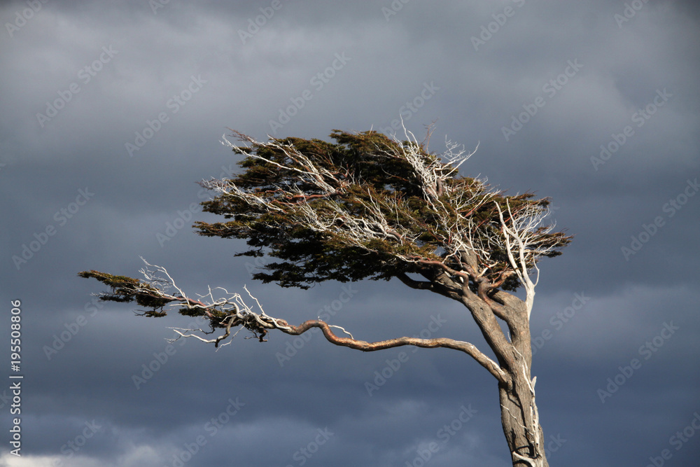 zdeformowane drzewo ukształtowane przez wiatr - obrazy, fototapety, plakaty 