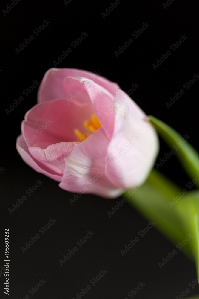 pink tulips on a dark background pink tulips on a dark background