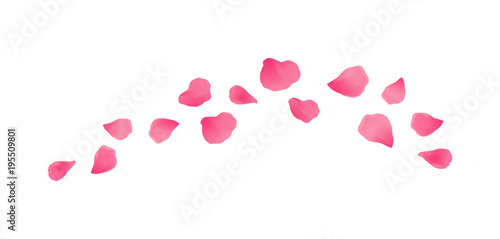 Pink flying petals isolated on White background. Sakura Roses petals. Vector