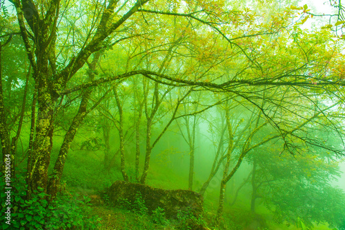 Wild Himalayan Cherry with Fog in Thai photo