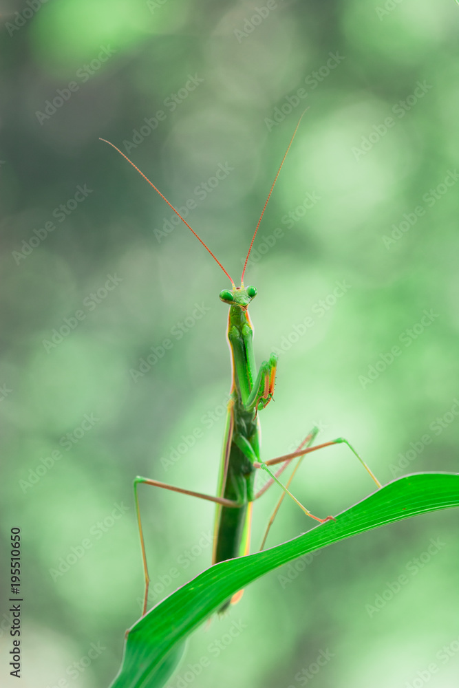 Mantide religiosa Mantide religiosa
