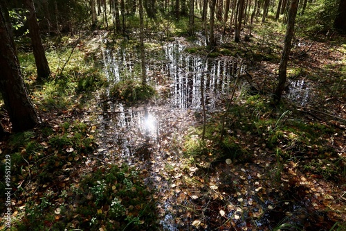 Autumn leaves on water