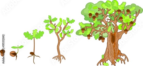 Oak life cycle. Plant growin from acorn to mature oak tree photo